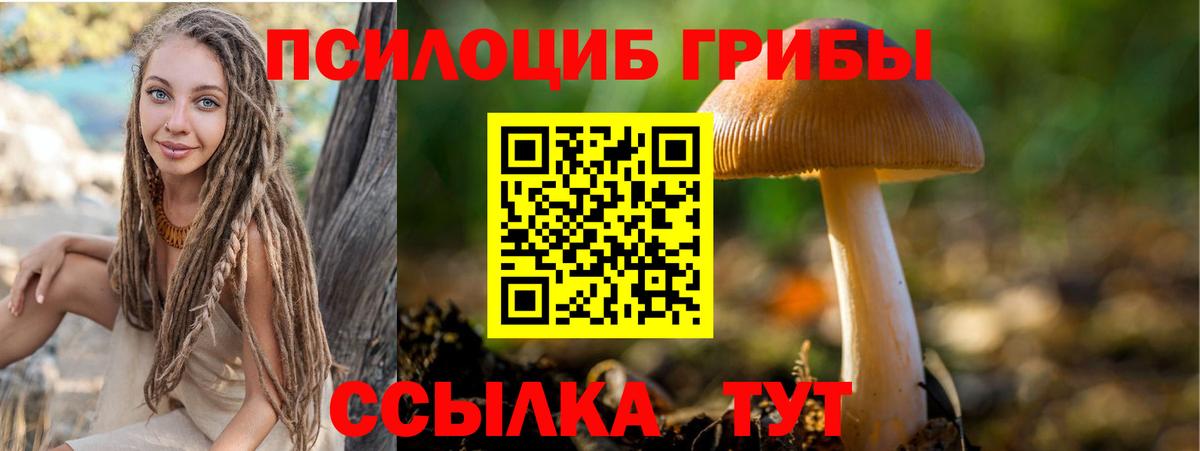 Псилоцибиновые грибы Psilocybe Кимры